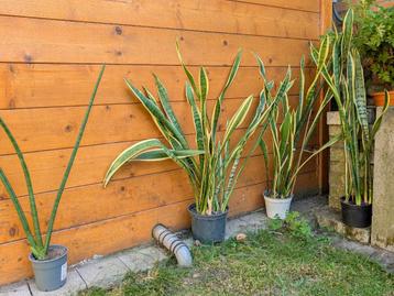  Sansevieren (Kamerplanten) beschikbaar voor biedingen