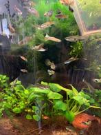 Edler Guppies, Dieren en Toebehoren, Vissen | Aquariumvissen, Vis, Zoetwatervis, Schoolvis