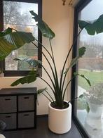Strelizia Nicolai xxxl kamerplant, Ophalen, 200 cm of meer, Overige soorten, Halfschaduw