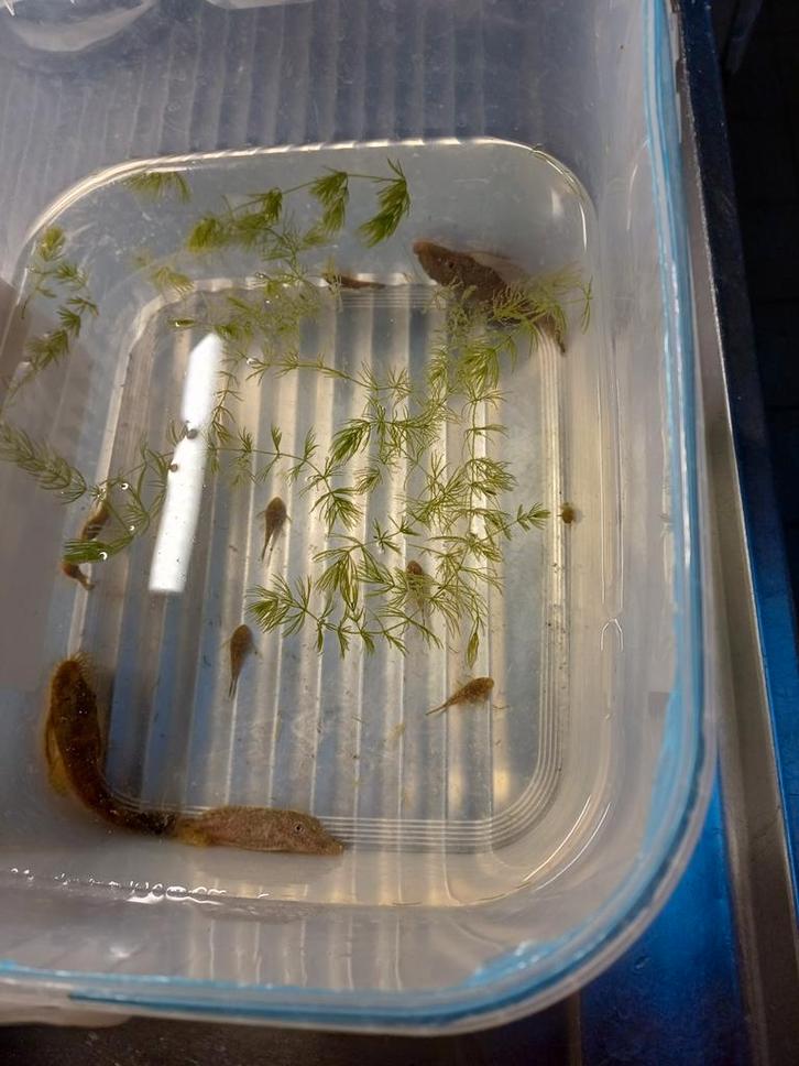 Borstelneus vissen gratis, Dieren en Toebehoren, Vissen | Aquariumvissen