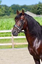 PRE ruin 10 jaar, Dieren en Toebehoren, Paarden, Gechipt, Ruin, L, 7 tot 10 jaar