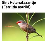 Gezocht.  
Poppen van sint Helenafazantje, Dieren en Toebehoren