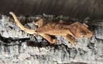 Correlophus ciliatus/Kuifgekko, Dieren en Toebehoren, Hagedis, 0 tot 2 jaar