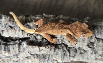 Correlophus ciliatus/Kuifgekko beschikbaar voor biedingen