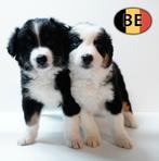 Zachte en energieke Border Collie-teefjes te koop, Dieren en Toebehoren, Honden | Herdershonden en Veedrijvers, België, CDV (hondenziekte)