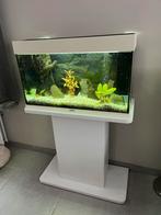 Juwel aquarium, Dieren en Toebehoren, Ophalen, Gebruikt, Leeg aquarium