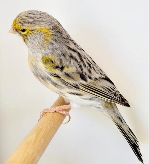 Geel agaat mozaïek kanaries mannen, Dieren en Toebehoren, Vogels | Kanaries, Kleurkanarie, Mannelijk