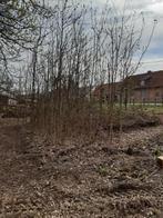 Eiken bomen, Tuin en Terras, Planten | Bomen, Ophalen, Bloeit niet, Halfschaduw, Overige soorten