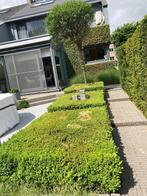 Buxus en Prunus boompje, Ophalen, Gebruikt