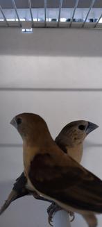 Geelborstrietvinken, Dieren en Toebehoren, Geringd