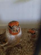 Hybride chardonneret mâle ., Dieren en Toebehoren, Mannelijk