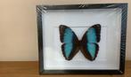 Morpho achilles in nieuwe lijst, Ophalen of Verzenden