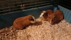 3 jonge mannetjes cavia´s, Dieren en Toebehoren, Cavia, Mannelijk, Tam, Oktober