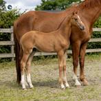 Chique dressuur hengstenveulen VV Totilas, Dieren en Toebehoren, Paarden, Hengst, Onbeleerd