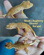 Wimpergekko nakweek red spot, Dieren en Toebehoren, Reptielen en Amfibieën