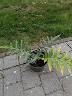 Kardoen, Tuin en Terras, Planten | Tuinplanten, Volle zon, Ophalen of Verzenden, Zomer, Groenteplanten