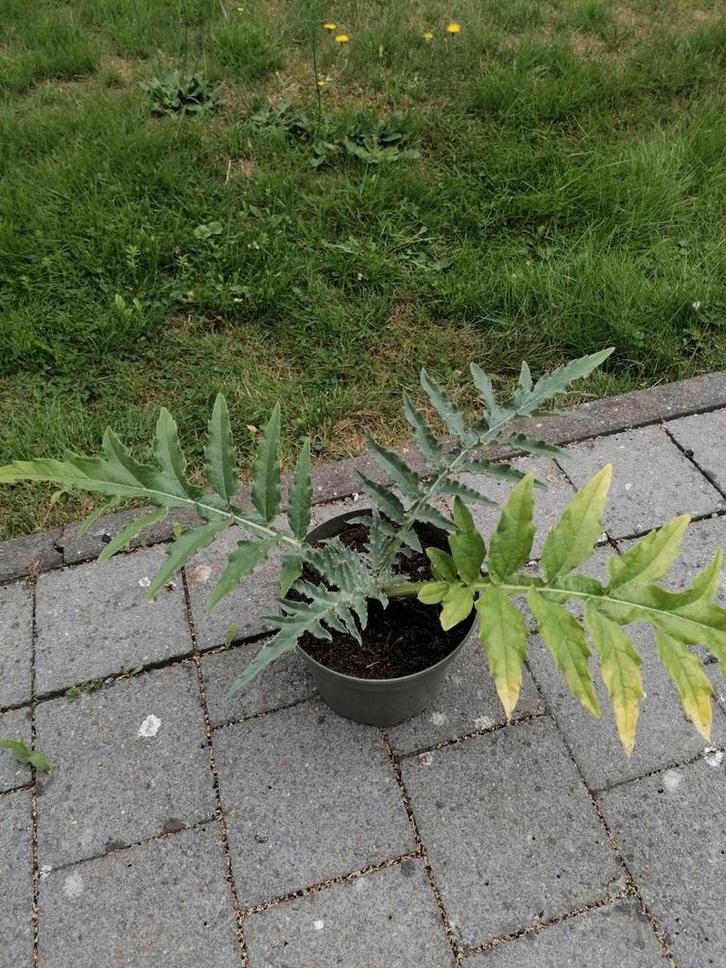 Kardoen, Tuin en Terras, Planten | Tuinplanten, Vaste plant, Groenteplanten, Volle zon, Zomer, Ophalen of Verzenden