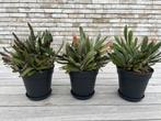 Set van 3 vetplanten in nieuwe zwarte Elho 1L potjes, Ophalen, Bloeit niet, Vaste plant, Overige soorten