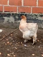 Brahma hennen te koop, Dieren en Toebehoren, Pluimvee