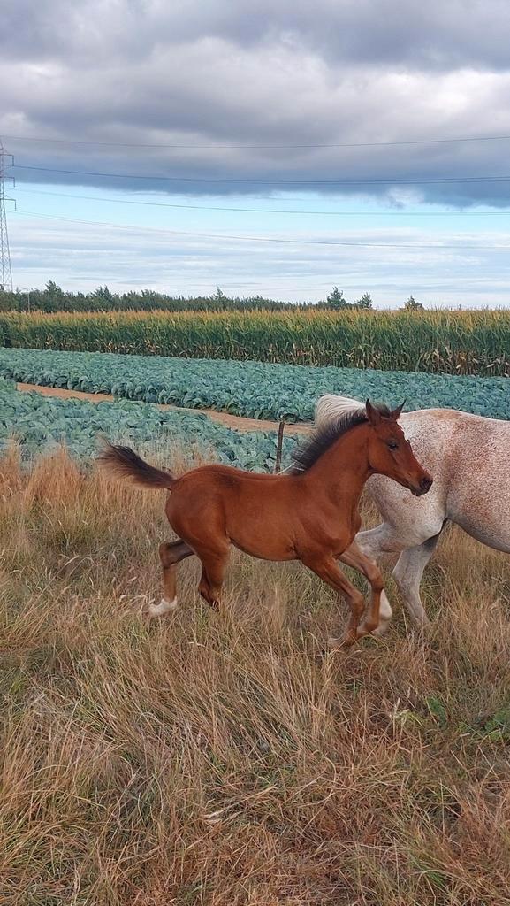 Merrie veulen kruising quarter en arabische volbloed, Dieren en Toebehoren, Paarden, Merrie, Gechipt