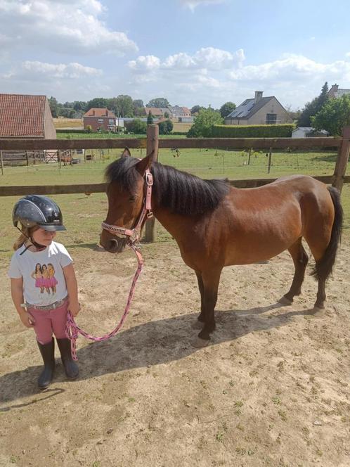 Ruitertje gezocht (halve stal), Dieren en Toebehoren, Pony's, Merrie