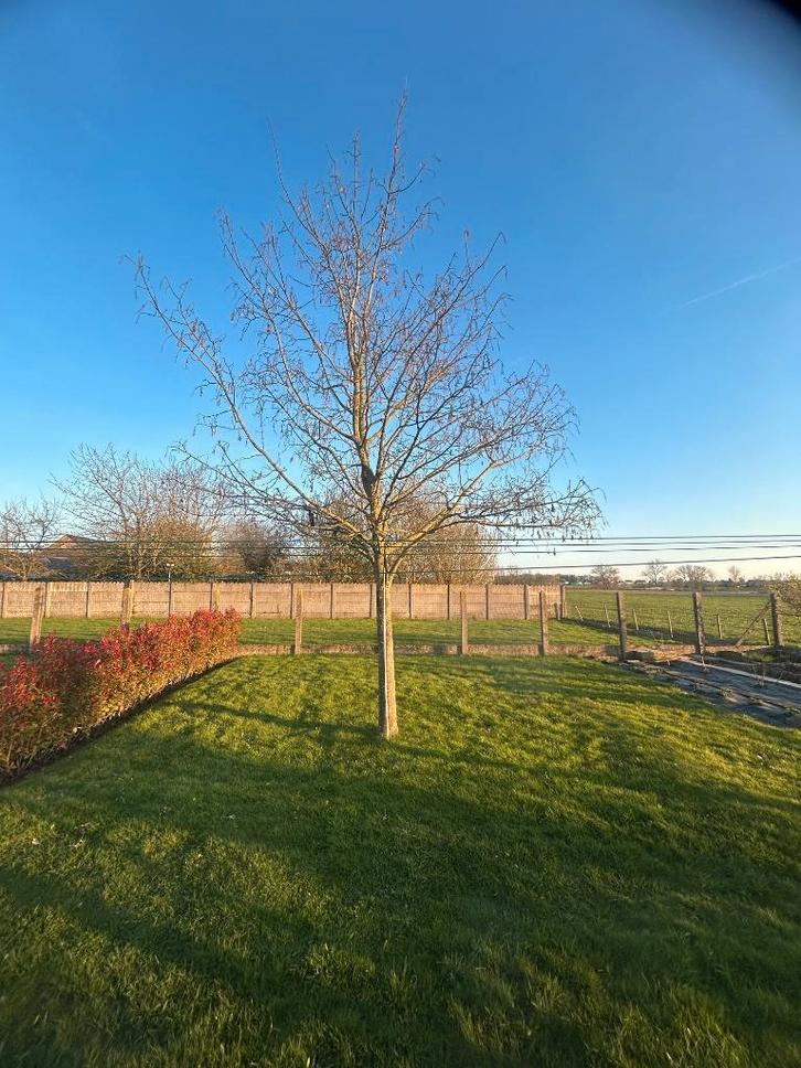 Érable commun libre (Acer Pseudoplatanus), Jardin & Terrasse, Plantes | Arbres, Autres espèces, 400 cm ou plus, Enlèvement