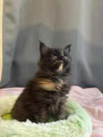 Maine Coon kittentjes beschikbaar, Meerdere dieren, Met stamboom, 0 tot 2 jaar