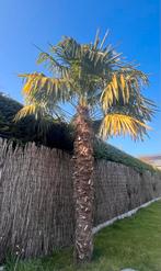 Unieke kans: 2 grote palmbomen., Tuin en Terras, Ophalen
