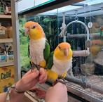 2 zeer lieve tamme roestkop caique mannen, Dieren en Toebehoren, Vogels | Parkieten en Papegaaien, Mannelijk, Papegaai, Geringd