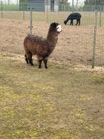Merrie veulentjes, Dieren en Toebehoren, April, Vrouwelijk