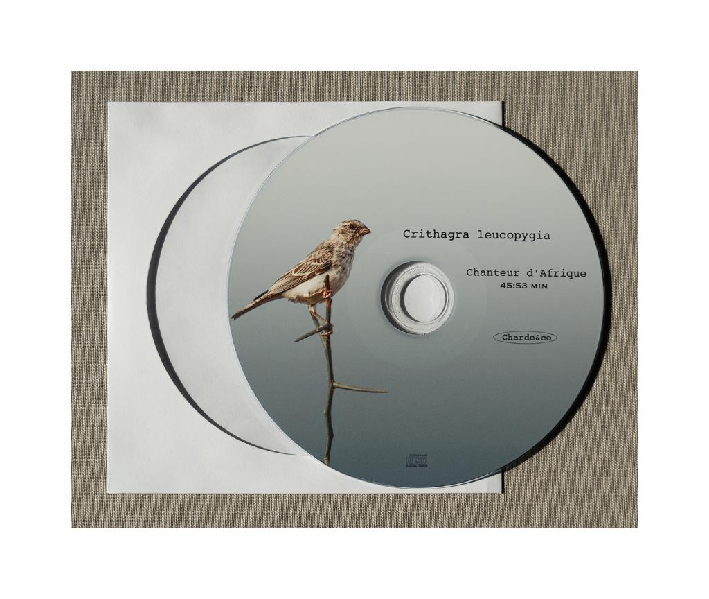 Edelzanger CD, Dieren en Toebehoren, Vogels | Overige Vogels, Meerdere dieren, Tropenvogel, Geringd
