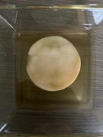 Scoby voor kombucha, Diversen, Levensmiddelen, Ophalen of Verzenden