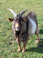 Geitenbok, Dieren en Toebehoren, Schapen, Geiten en Varkens, Mannelijk, Geit, 0 tot 2 jaar