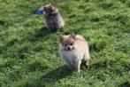 Dwergkees pups , Spitz, Pomeriaan keeshond, Dieren en Toebehoren, België, Keeshond, 15 weken tot 1 jaar, Parvo