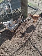 Cream de legbar, Dieren en Toebehoren, Mannelijk, Kip