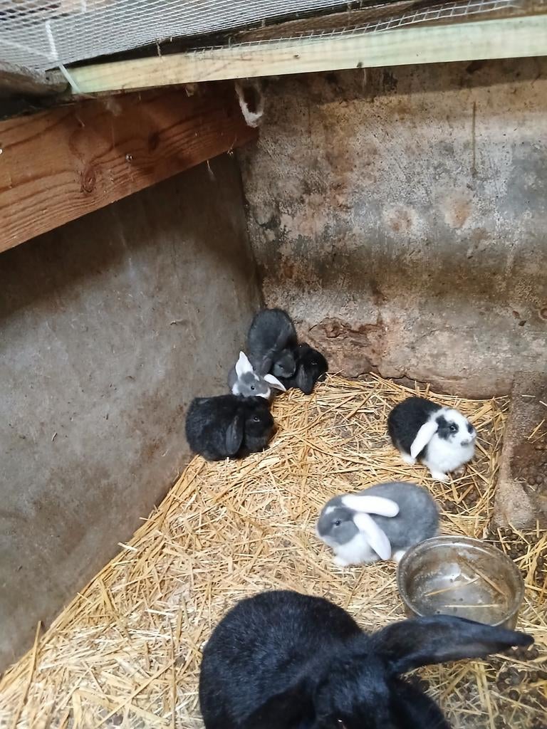 Franse hangoren te koop, Plusieurs animaux, Taille moyenne, Oreilles tombantes, 0 à 2 ans