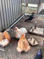 Grijs/witte cochin hen, Dieren en Toebehoren, Pluimvee