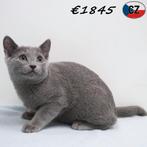 Bleu Russe mâles, chatons à vendre, Chat, Vermifugé, 0 à 2 ans