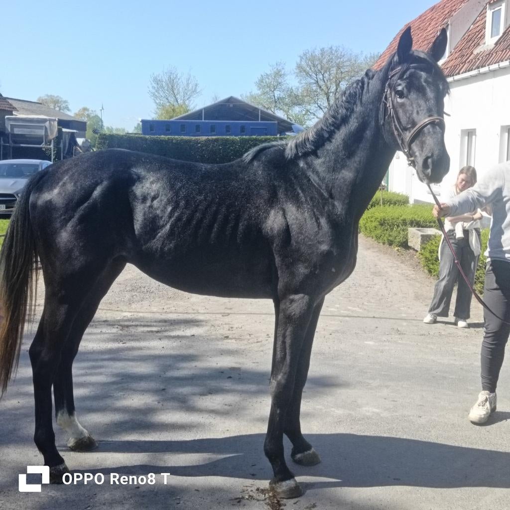 cheval, cheval de sport, cheval de saut,, Animaux & Accessoires, Chevaux, Étalon, Débourré, 165 à 170 cm, 3 à 6 ans, Cheval de saut