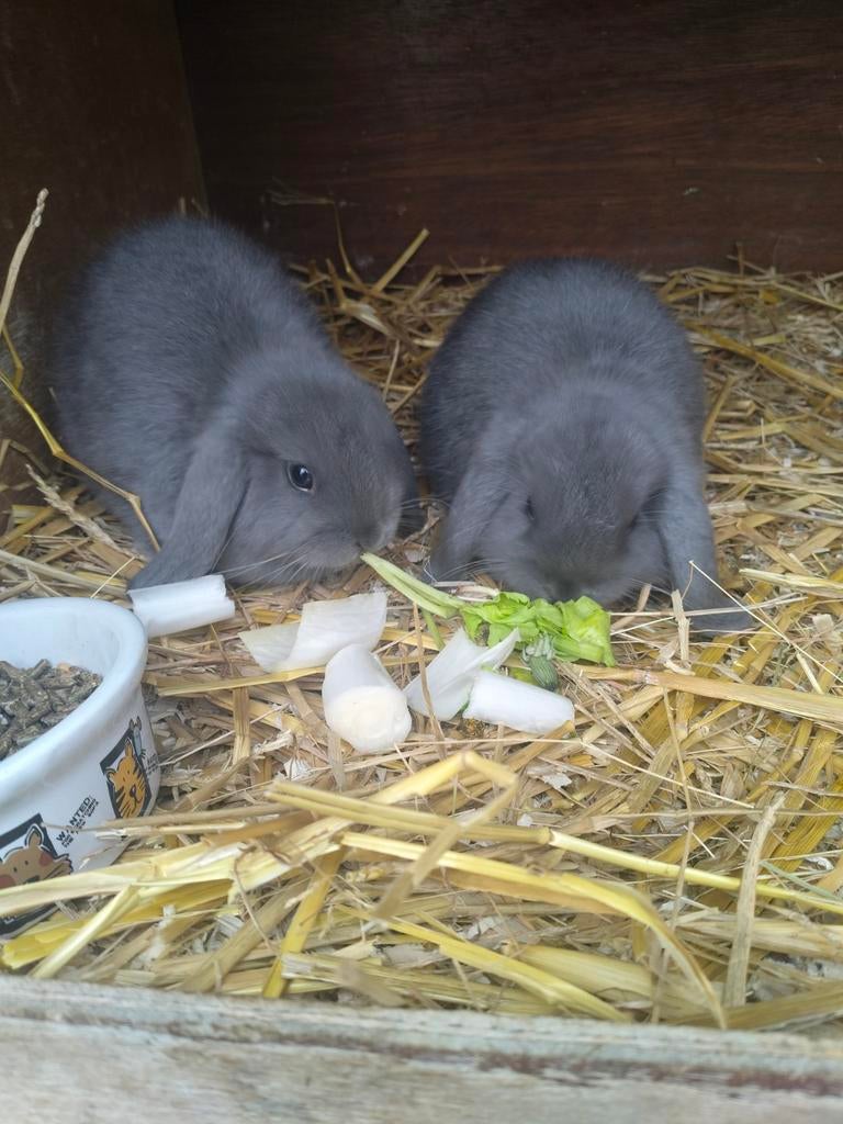 Nederlandse hangoordwerg, Femelle, Nain, Oreilles tombantes, 0 à 2 ans