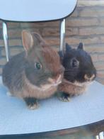 Kleurdwerg voedstertjes beschikbaar, Dieren en Toebehoren, Vrouwelijk, Dwerg, 0 tot 2 jaar