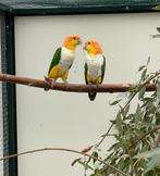 Zuiver koppel roestkop caiques, Dieren en Toebehoren, Meerdere dieren, Papegaai, Geringd