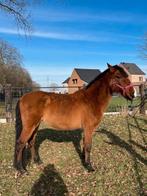 Spaans recreatiepaardje !!, Dieren en Toebehoren, Ruin, Niet van toepassing, 11 jaar of ouder, Recreatiepony