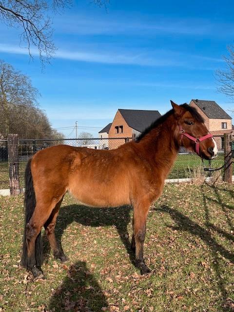 Spaans recreatiepaardje !!, Dieren en Toebehoren, Pony's, Ruin, Niet van toepassing, E pony (1.48m - 1.57m), Recreatiepony, 11 jaar of ouder