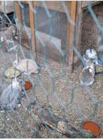 Gratis  4konijnen, Dieren en Toebehoren, Konijnen