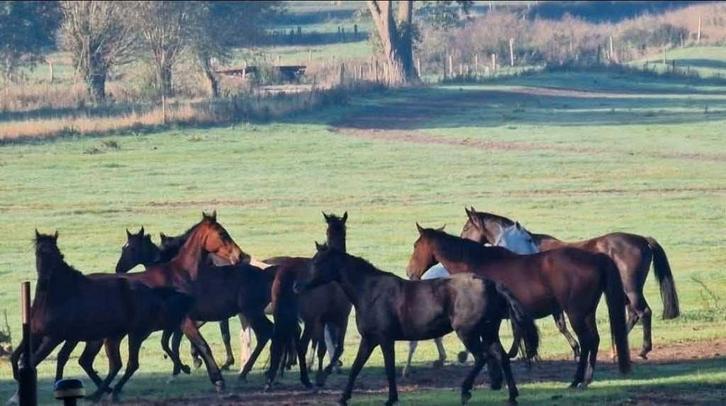 Bijrijder gezocht, Dieren en Toebehoren, Paarden