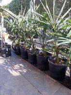 Palmbomen, Tuin en Terras, Planten | Bomen, Ophalen, Palmboom, Minder dan 100 cm