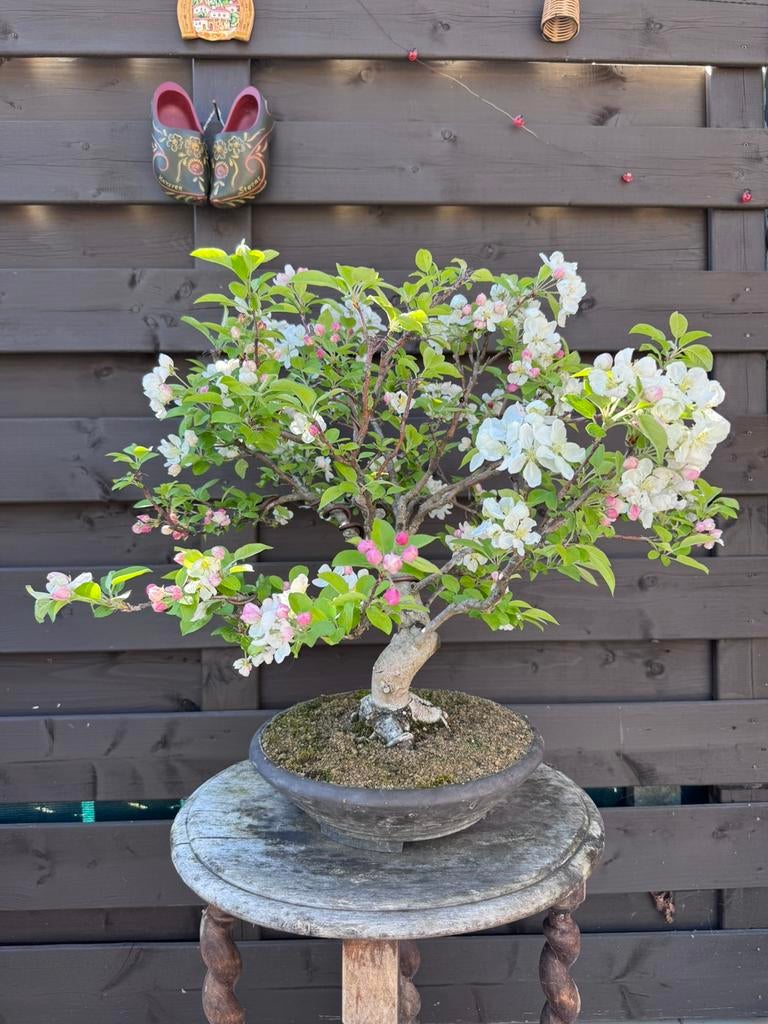 Malus Halliana bonsai, Tuin en Terras, Overige soorten, Lente, Minder dan 100 cm, Ophalen