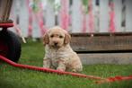 Labradoodle pups – hypoallergeen & gezinsvriendelijk, Parvo, België, Fokker | Hobbymatig, 8 tot 15 weken