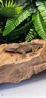 Proven axanthic man, Hagedis, Tam, 3 tot 6 jaar